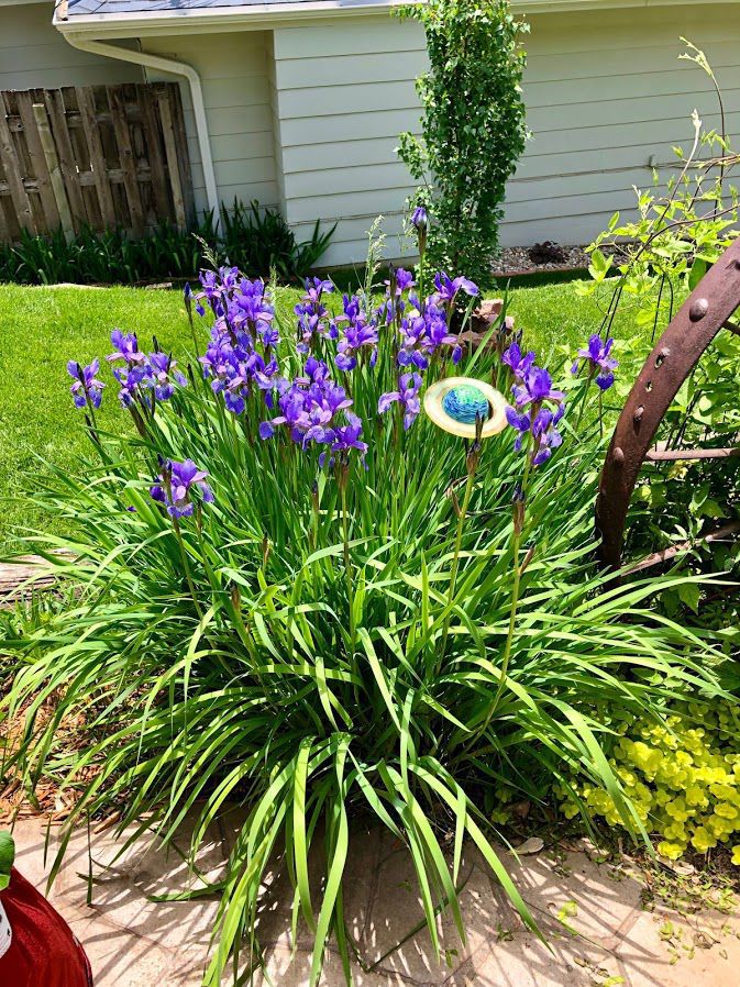 Jorgensen iris